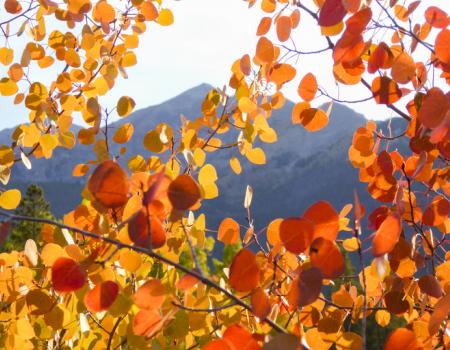 Aspens in the fall in Breckenridge 
